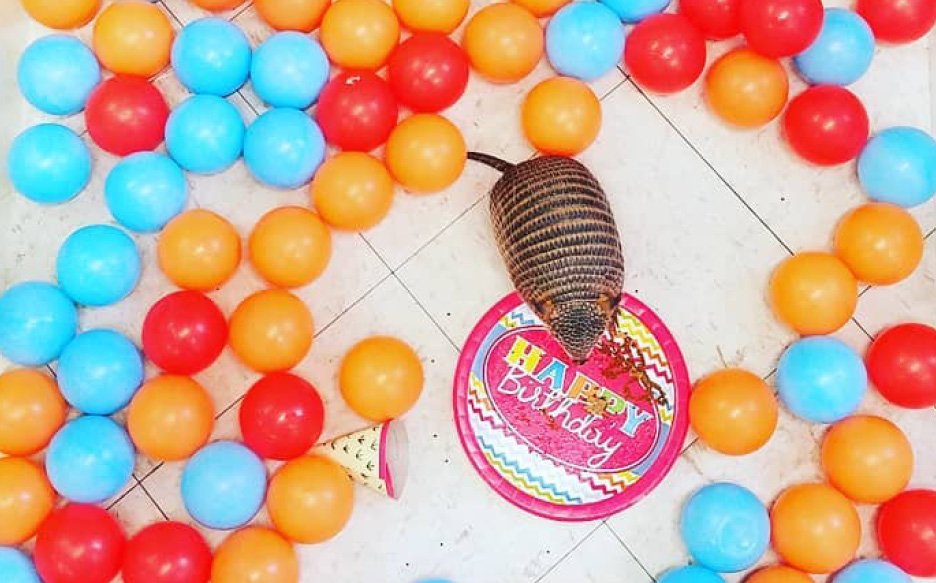armadillo on a paper plate with balloons around it