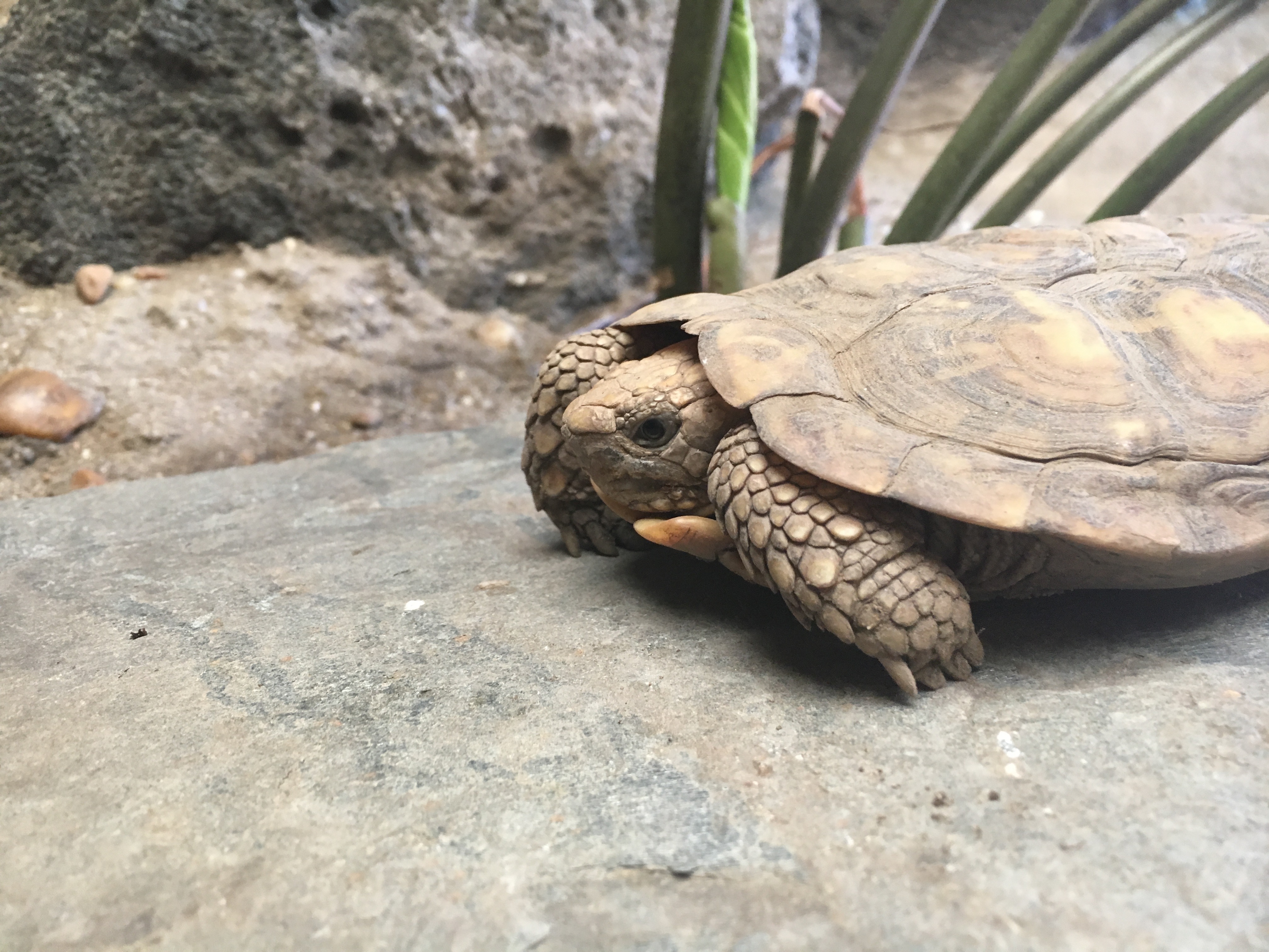 pancake tortoise on rock