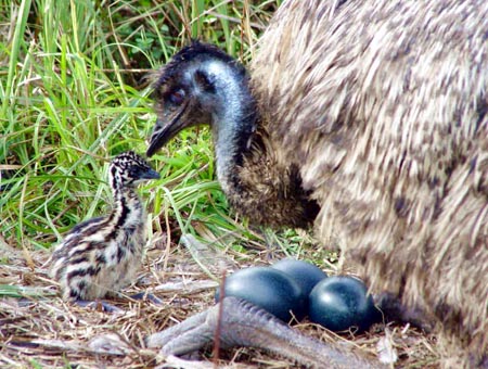 Emu and it's nest