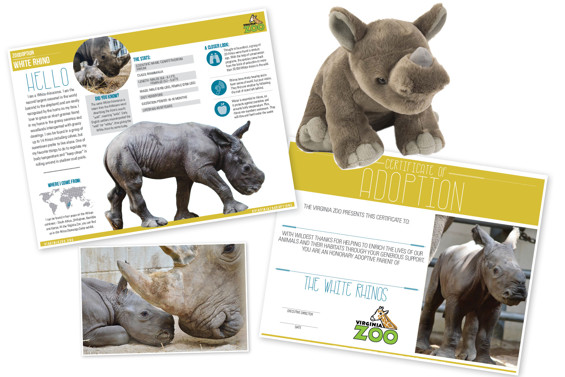 rhino zoodoption fact sheet certficiate photo