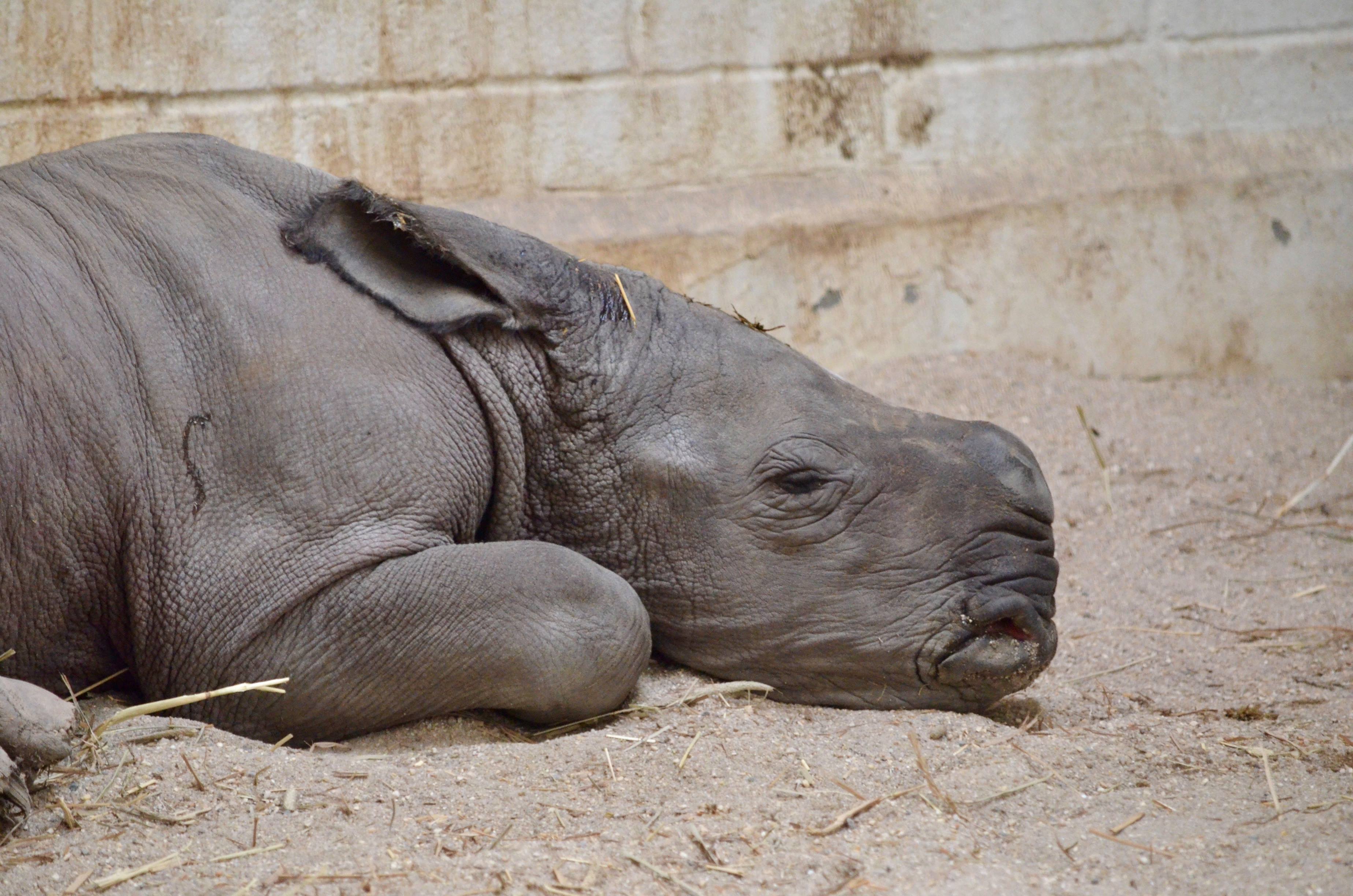 white rhino calf lays in the sand in his stall