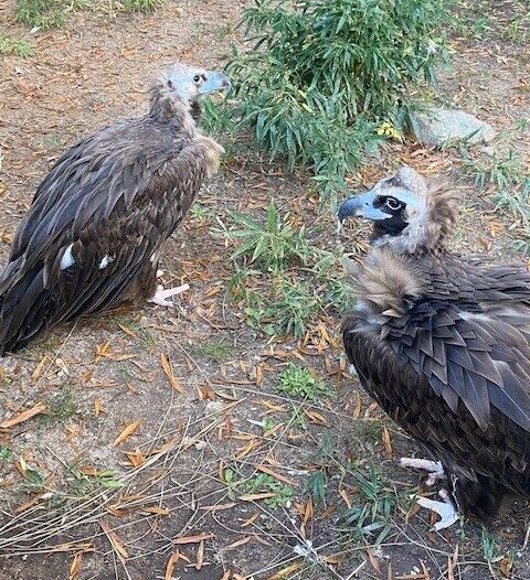 two cinereous vultures