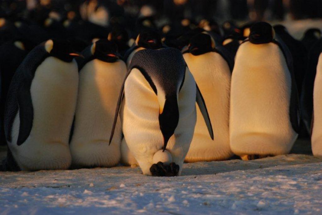 Father Emperor penguins huddle together while keeping their eggs warm