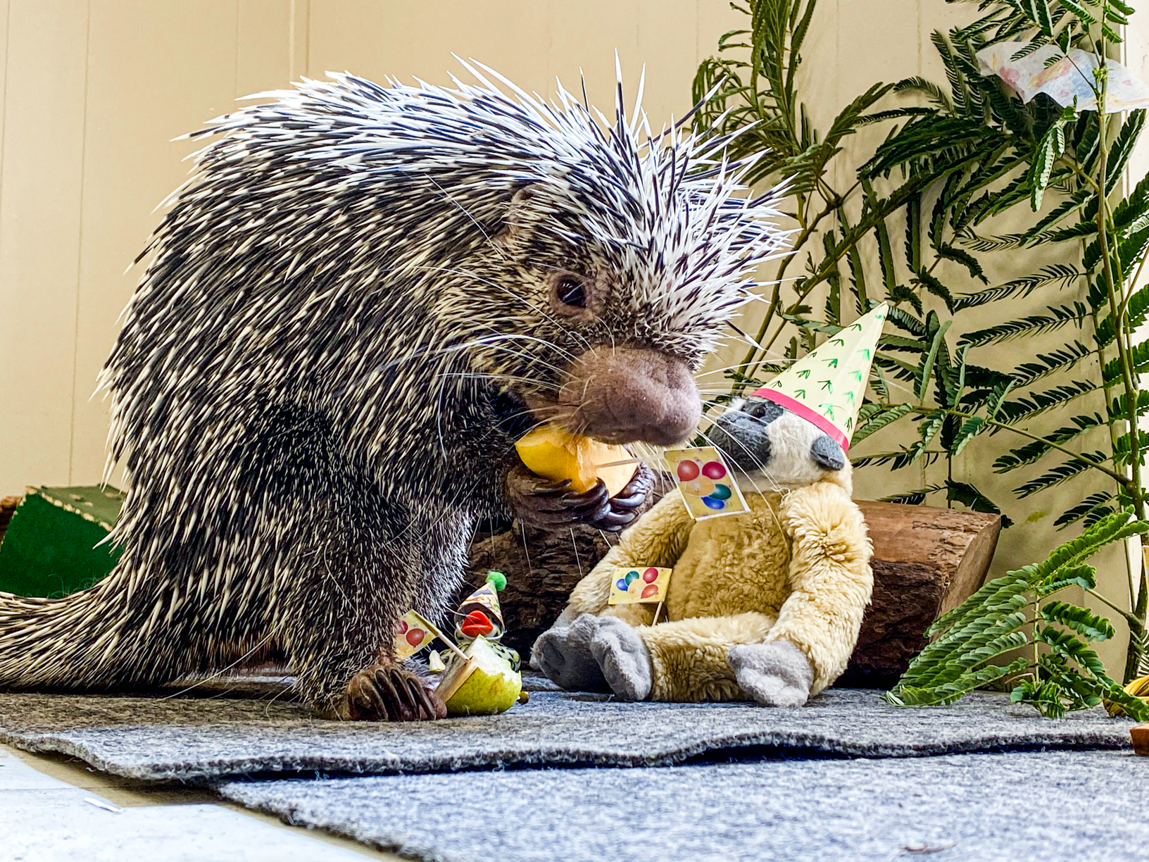 Gray porcupine holding food