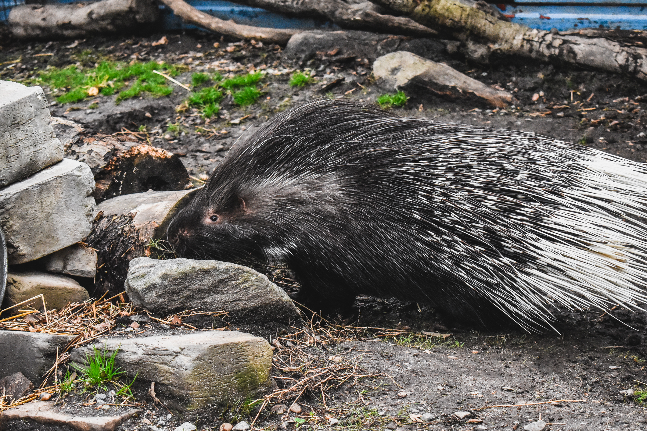Cape porcupine