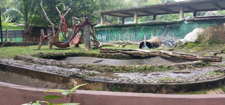 sun-bear-habitat-before