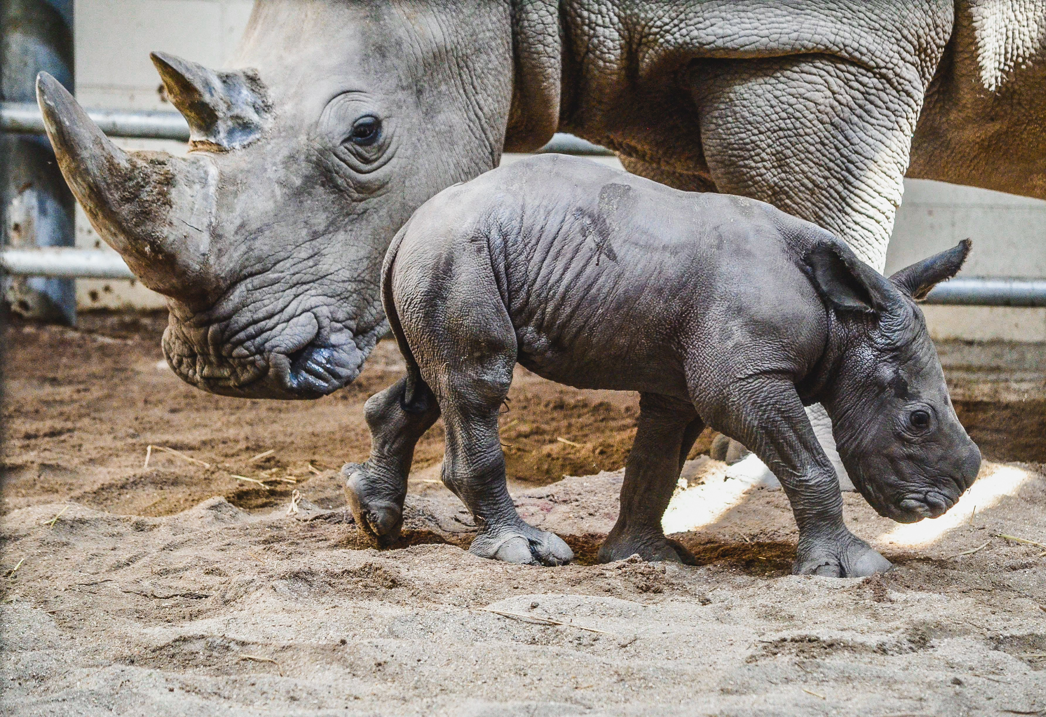 white rhino calf stands in front of his mother