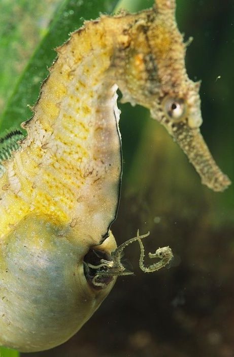 seahorse