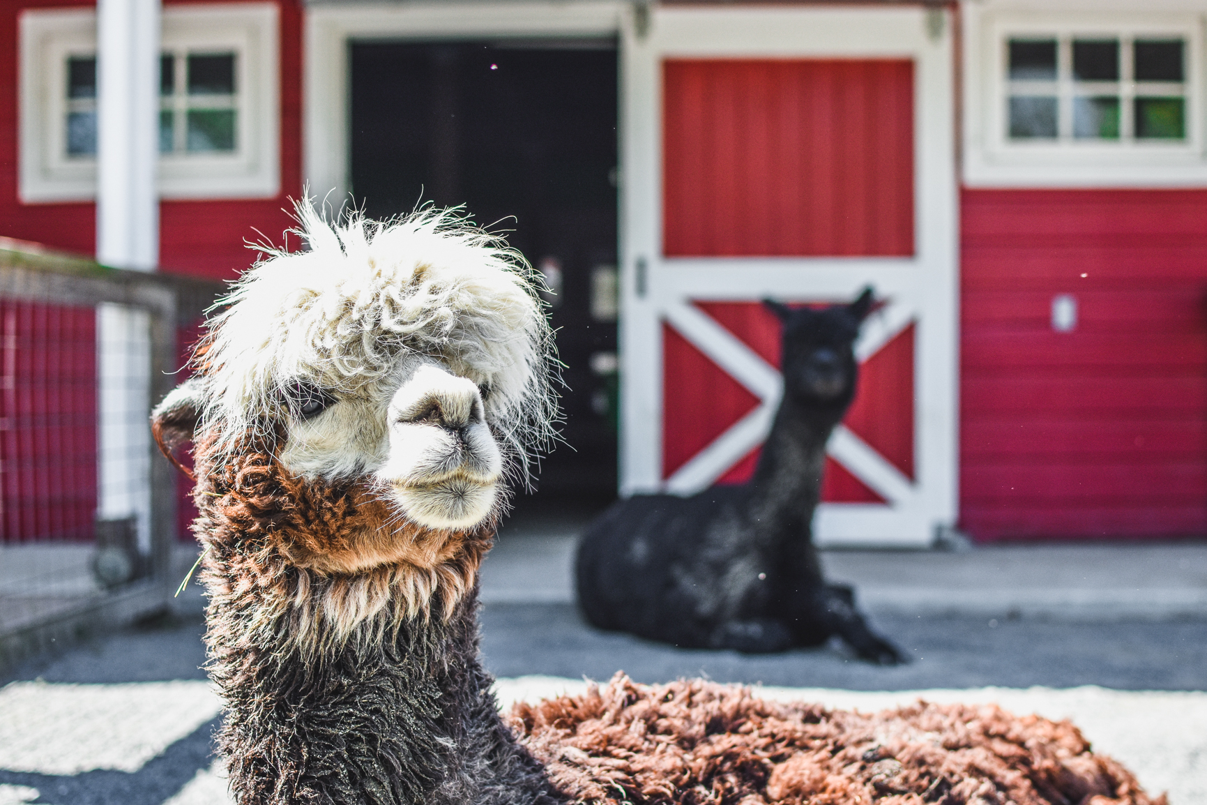 Red alpaca with black alpca in the distance
