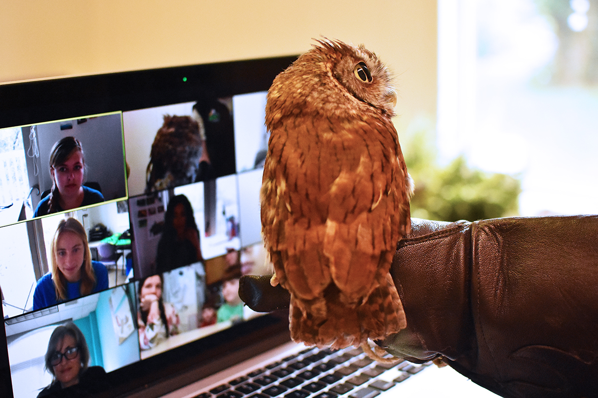 Superb Owl