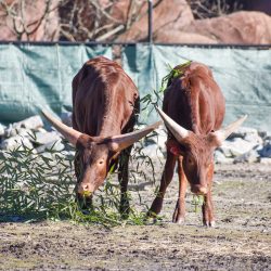 2 bison