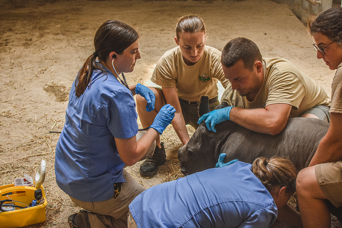 veterinarian and zoo keepers examine rhino calf
